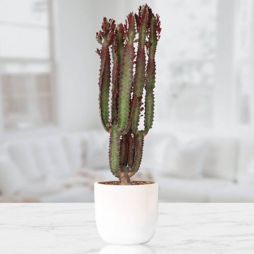 کاکتوس افوربیا زیباBeautiful Euphorbia cactus
مجموعه تولیدی سیدوس ,تولید کننده گلدان پلاستیکی سیدوس ,بیش از 120نوع, اعم از گلدان استوانه ای پلاستیکی سیدوس,گلدان الماسی پلاستیکی سیدوس,گلدان مربعی پلاستیکی,گلدان مثلثی پلاستیکی,گلدان گرد پلاستیکی ,باکس مستطیلی,در اندازه های کاکتوسی تا درختچه ای