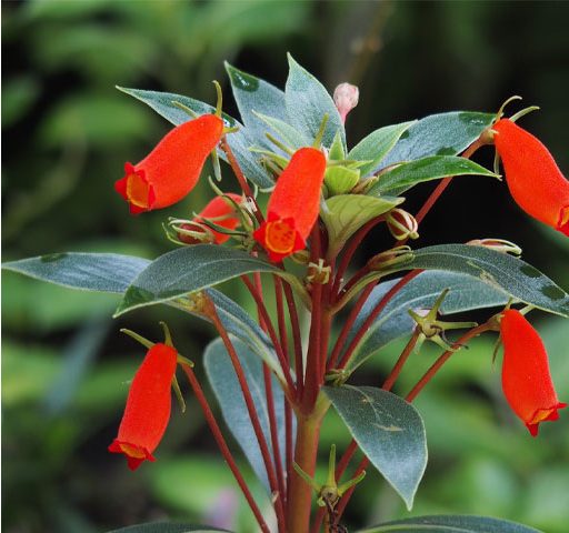 گل کاردینالنام علمی	Sinningia cardinalis
گل کاردینال از خانواده	Gesneriaceae
مجموعه تولیدی سیدوس تولید کننده گلدان پلاستیکی سیدوس