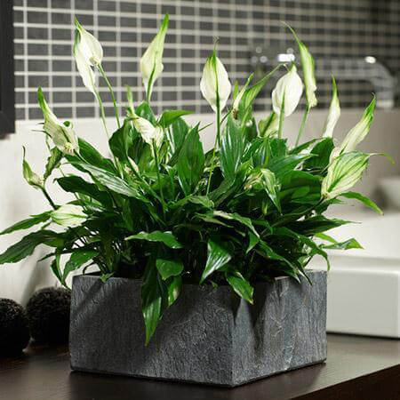 درختچه های آپارتمانی در گلدان پلاستیکی سیدوسApartment shrubs in plastic pots Sidoos
مجموعه تولیدی سیدوس ,تولید کننده گلدان پلاستیکی سیدوس ,بیش از 120نوع, اعم از گلدان استوانه ای پلاستیکی سیدوس,گلدان الماسی پلاستیکی سیدوس,گلدان مربعی پلاستیکی,گلدان مثلثی پلاستیکی,گلدان گرد پلاستیکی ,باکس مستطیلی,در اندازه های کاکتوسی تا درختچه ای