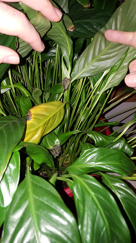 اسپاتی فیومنام علمی: Spathiphyllum
رده‌‌بندی بالاتر: گل‌شیپوریان
گلدان پلاستیکی  Plastic pot,  plastic vase مجموعه تولیدی سیدوس ,تولید کننده گلدان پلاستیکی سیدوس ,بیش از 120نوع, اعم از گلدان استوانه ای پلاستیکی سیدوس,گلدان الماسی پلاستیکی سیدوس,گلدان مربعی پلاستیکی,گلدان مثلثی پلاستیکی,گلدان گرد پلاستیکی ,باکس مستطیلی,در اندازه های کاکتوسی تا درختچه ای