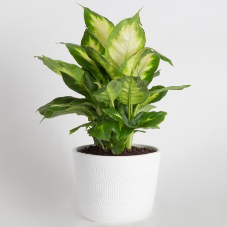 گیاهان آپارتمانی برگ پهن Broadleaf houseplants مجموعه تولیدی سیدوس ,تولید کننده گلدان پلاستیکی سیدوس ,بیش از 120نوع, اعم از گلدان استوانه ای پلاستیکی سیدوس,گلدان الماسی پلاستیکی سیدوس,گلدان مربعی پلاستیکی,گلدان مثلثی پلاستیکی,گلدان گرد پلاستیکی ,باکس مستطیلی,در اندازه های کاکتوسی تا درختچه ای