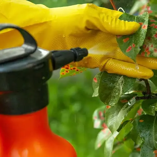 بیماری قارچی گیاهان Fungal plant disease
مجموعه تولیدی سیدوس ,تولید کننده گلدان پلاستیکی سیدوس ,بیش از 120نوع, اعم از گلدان استوانه ای پلاستیکی سیدوس,گلدان الماسی پلاستیکی سیدوس,گلدان مربعی پلاستیکی,گلدان مثلثی پلاستیکی,گلدان گرد پلاستیکی ,باکس مستطیلی,در اندازه های کاکتوسی تا درختچه ای