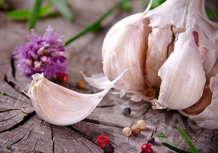 سیر و معجزه اش برای گیاهان آپارتمانی Garlic and its miracle for houseplants مجموعه تولیدی سیدوس ,تولید کننده گلدان پلاستیکی سیدوس ,بیش از 120نوع, اعم از گلدان استوانه ای پلاستیکی سیدوس,گلدان الماسی پلاستیکی سیدوس,گلدان مربعی پلاستیکی,گلدان مثلثی پلاستیکی,گلدان گرد پلاستیکی ,باکس مستطیلی,در اندازه های کاکتوسی تا درختچه ای