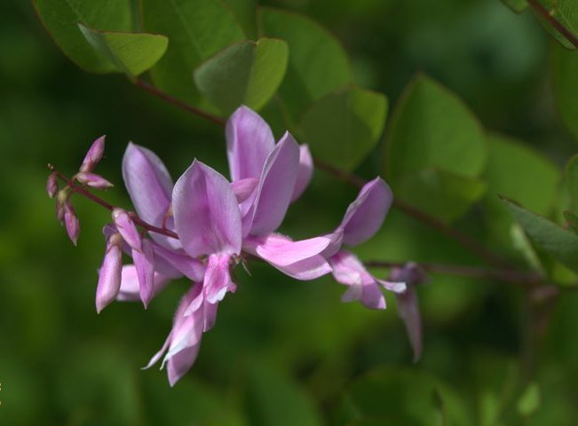 گل درختچه نیل,وسمه, ویستریاGenus Indigofera flower,Fabaceae, مجموعه تولیدی سیدوس تولید کننده گلدان پلاستیکی سیدوس