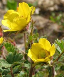 گل ژئوم نام یک گونه از تیره گلسرخیان است. ویکی‌پدیا نام علمی: Geum quellyon مجموعه تولیدی سیدوس تولید کننده گلدان پلاستیکی سیدوس