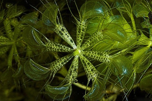 گیاهان گوشتخوار (Carnivorous plant) مجموعه تولیدی سیدوس ,تولید کننده گلدان پلاستیکی سیدوس