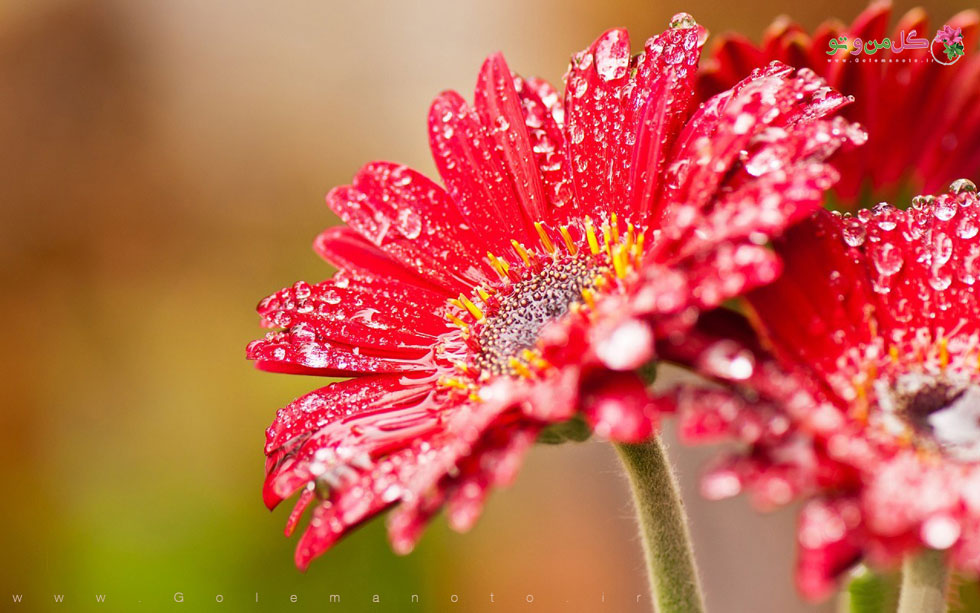 gerbera flower, "GERBERA JAMESONII"گل ژربرا,