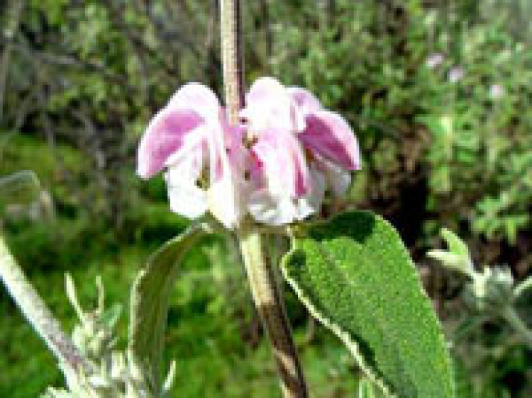 گیاه گوش بره زرد Phlomis aucheriمجموعه تولیدی سیدوس ,تولید کننده گلدان پلاستیکی سیدوس ,بیش از 120نوع, اعم از گلدان استوانه ای پلاستیکی سیدوس,گلدان الماسی پلاستیکی سیدوس,گلدان مربعی پلاستیکی,گلدان مثلثی پلاستیکی,گلدان گرد پلاستیکی ,باکس مستطیلی,در اندازه های کاکتوسی تا درختچه ای