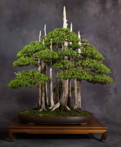 بونسای های عجیب و گرانبها در دنیاStrange and precious bonsai in the world
مجموعه تولیدی سیدوس ,تولید کننده گلدان پلاستیکی سیدوس ,بیش از 120نوع, اعم از گلدان استوانه ای پلاستیکی سیدوس,گلدان الماسی پلاستیکی سیدوس,گلدان مربعی پلاستیکی,گلدان مثلثی پلاستیکی,گلدان گرد پلاستیکی ,باکس مستطیلی,در اندازه های کاکتوسی تا درختچه ای