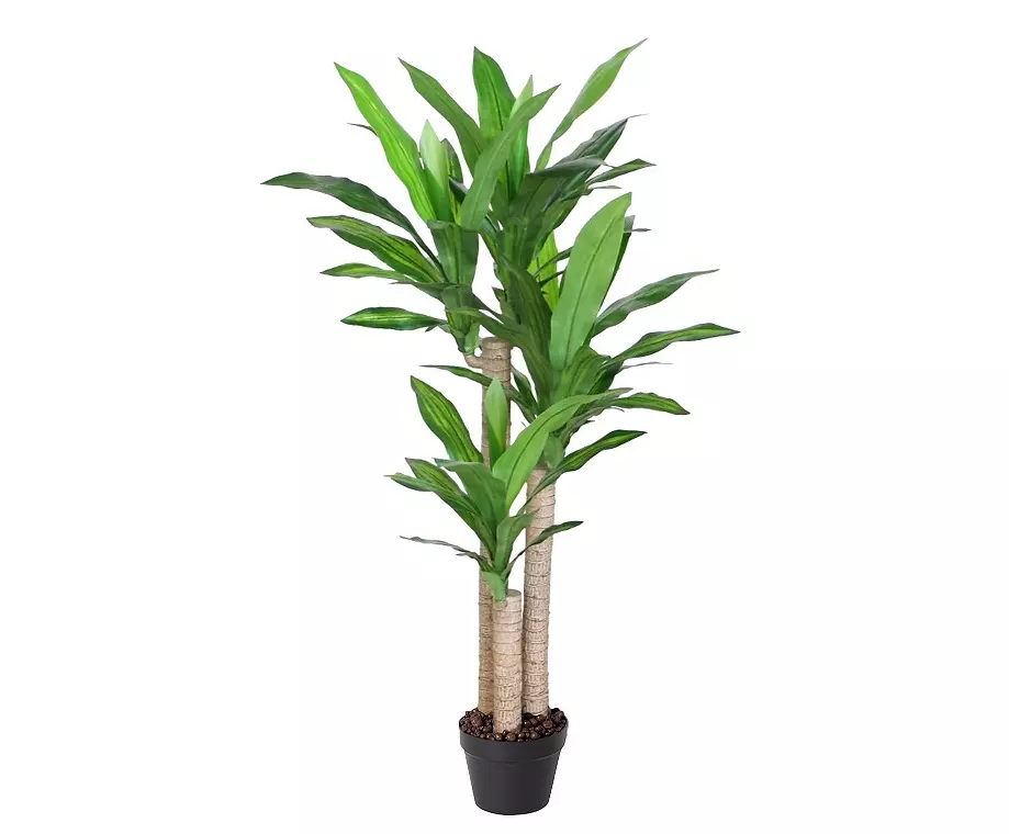 گیاه دراسنا که با نام علمی Dracaena marginata و نام انگلیسی Dragon tree شناخته می‌ شود،مجموعه تولیدی سیدوس, تولید کننده گلدان پلاستیکی سیدوس