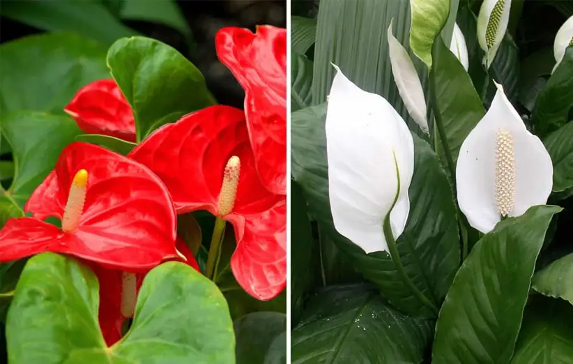 اسپاتی فیوم نام علمی: Spathiphyllum رده‌‌بندی بالاتر: گل‌شیپوریان گلدان پلاستیکی Plastic pot, plastic vase مجموعه تولیدی سیدوس ,تولید کننده گلدان پلاستیکی سیدوس ,بیش از 120نوع, اعم از گلدان استوانه ای پلاستیکی سیدوس,گلدان الماسی پلاستیکی سیدوس,گلدان مربعی پلاستیکی,گلدان مثلثی پلاستیکی,گلدان گرد پلاستیکی ,باکس مستطیلی,در اندازه های کاکتوسی تا درختچه ای