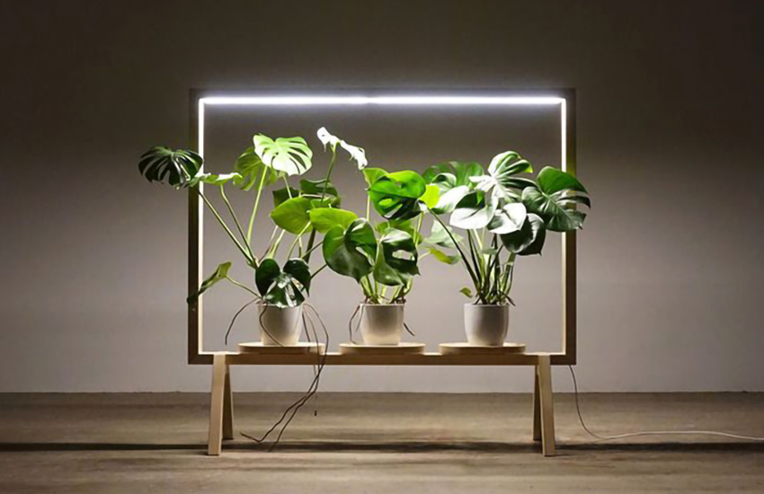 نور مصنوعی برای گیاه آپارتمانیArtificial light for houseplants
مجموعه تولیدی سیدوس ,تولید کننده گلدان پلاستیکی سیدوس ,بیش از 120نوع, اعم از گلدان استوانه ای پلاستیکی سیدوس,گلدان الماسی پلاستیکی سیدوس,گلدان مربعی پلاستیکی,گلدان مثلثی پلاستیکی,گلدان گرد پلاستیکی ,باکس مستطیلی,در اندازه های کاکتوسی تا درختچه ای