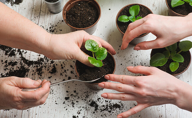 نحوه کاشت گل در گلدان پلاستیکی" سیدوس"How to plant flowers in a plastic pot "Sidoos"
مجموعه تولیدی سیدوس ,تولید کننده گلدان پلاستیکی سیدوس اعم از گلدان استوانه ای پلاستیکی, گلدان پلاستیکی الماسی,و...