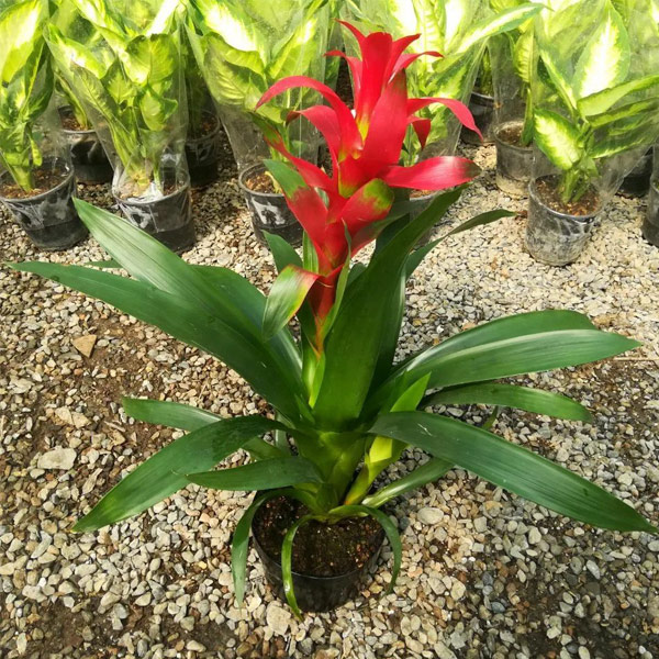 گل گازمانیاGuzmania lingulata
Bromeliadaceae
مجموعه تولیدی سیدوس تولید کننده گلدان پلاستیکی سیدوس