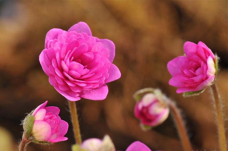 گل هپاتیکا,گل جگرواش, Ranunculaceae ,Hepatica Rubra Plena nobilis مجموعه تولیدی سیدوس تولید کننده گلدان پلاستیکی سیدوس