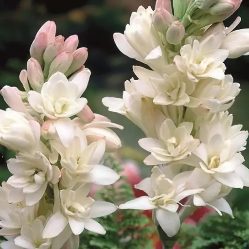 گل مریم که با نام علمی “Polianthes tuberosa” شناخته می‌شود، یکی از گیاهان زیبا و خوشبو از تیره نرگسیان است.مجموعه تولیدی سیدوس ,تولید کننده گلدان پلاستیکی سیدوس ,بیش از 120نوع, اعم از گلدان استوانه ای پلاستیکی سیدوس,گلدان الماسی پلاستیکی سیدوس,گلدان مربعی پلاستیکی,گلدان مثلثی پلاستیکی,گلدان گرد پلاستیکی ,باکس مستطیلی,در اندازه های کاکتوسی تا درختچه ای