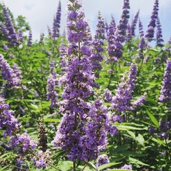 گیاه پنج انگشت یک گونه از سرده پنج انگشت است.  نام علمی: Vitex agnus-castus رده بندی بالاتر :ویتکس تیره : شاه پسند گونه: V. agnus-castus مجموعه تولیدی گلدان پلاستیکی سیدوس Potentilla,Verbenacea e,Vitex agnus-castus