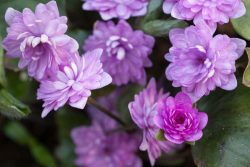 گل هپاتیکا,گل جگرواش, Ranunculaceae ,Hepatica Rubra Plena nobilis مجموعه تولیدی سیدوس تولید کننده گلدان پلاستیکی سیدوس