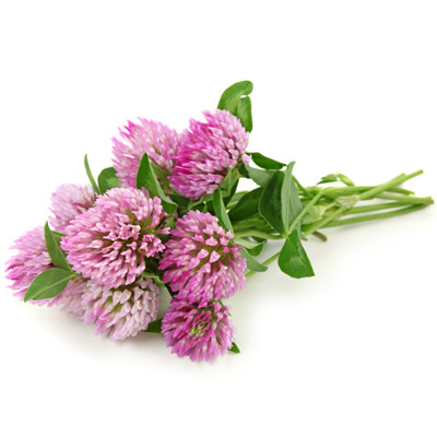 گل شبدرTrifolium rubens
مجموعه تولیدی سیدوس ,تولید کننده گلدان پلاستیکی سیدوس
