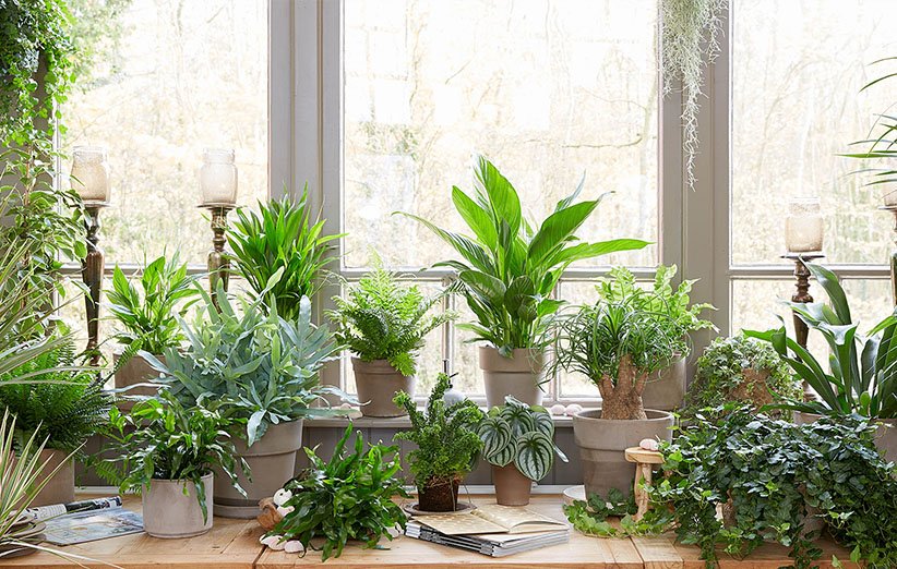 دمای ایده‌آل برای رشد بهتر گیاهان آپارتمانی The ideal temperature for better growth of houseplants مجموعه تولیدی سیدوس ,تولید کننده گلدان پلاستیکی سیدوس ,بیش از 120نوع, اعم از گلدان استوانه ای پلاستیکی سیدوس,گلدان الماسی پلاستیکی سیدوس,گلدان مربعی پلاستیکی,گلدان مثلثی پلاستیکی,گلدان گرد پلاستیکی ,باکس مستطیلی,در اندازه های کاکتوسی تا درختچه ای