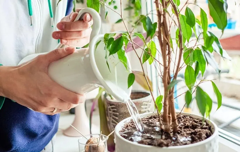 رشد گیاهان و تاثیرات آب قندPlant growth and the effects of sugar water
مجموعه تولیدی سیدوس ,تولید کننده گلدان پلاستیکی سیدوس ,بیش از 120نوع, اعم از گلدان استوانه ای پلاستیکی سیدوس,گلدان الماسی پلاستیکی سیدوس,گلدان مربعی پلاستیکی,گلدان مثلثی پلاستیکی,گلدان گرد پلاستیکی ,باکس مستطیلی,در اندازه های کاکتوسی تا درختچه ای