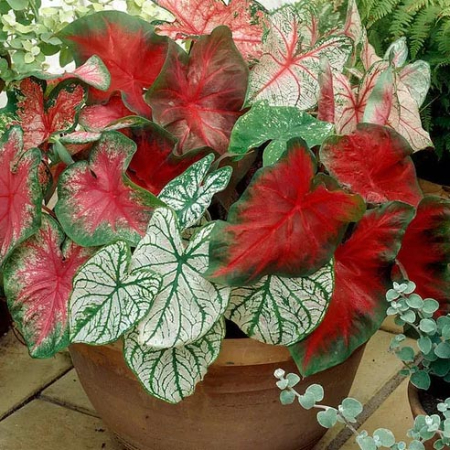 درختچه های آپارتمانی در گلدان پلاستیکی سیدوسApartment shrubs in plastic pots Sidoos
مجموعه تولیدی سیدوس ,تولید کننده گلدان پلاستیکی سیدوس ,بیش از 120نوع, اعم از گلدان استوانه ای پلاستیکی سیدوس,گلدان الماسی پلاستیکی سیدوس,گلدان مربعی پلاستیکی,گلدان مثلثی پلاستیکی,گلدان گرد پلاستیکی ,باکس مستطیلی,در اندازه های کاکتوسی تا درختچه ای