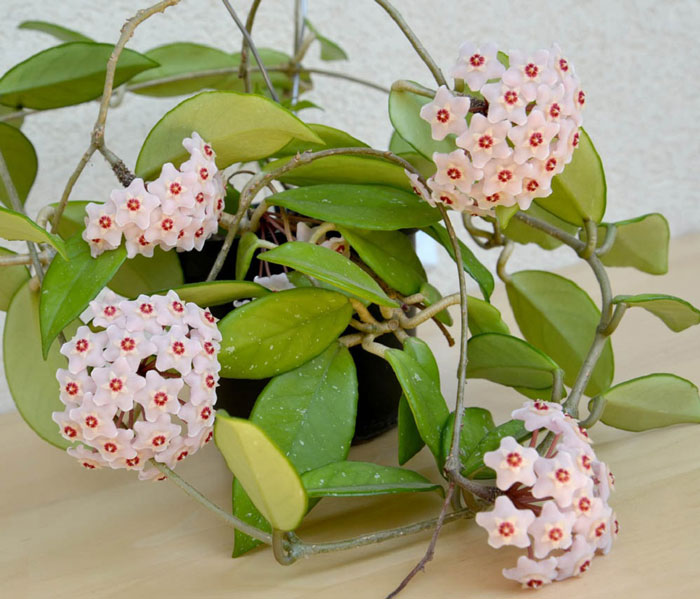 گیاه هویا کارنوزا/ گل شمعی (Wax Plant)نام علمی: (Hoya carnosa)