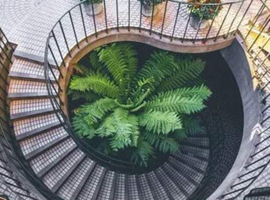 گل و گیاهان مناسب برای تزئین پاگرد راه پله Flowers and plants suitable for decorating the stairwell مجموعه تولیدی سیدوس ,تولید کننده گلدان پلاستیکی سیدوس ,بیش از 120نوع, اعم از گلدان استوانه ای پلاستیکی سیدوس,گلدان الماسی پلاستیکی سیدوس,گلدان مربعی پلاستیکی,گلدان مثلثی پلاستیکی,گلدان گرد پلاستیکی ,باکس مستطیلی,در اندازه های کاکتوسی تا درختچه ای