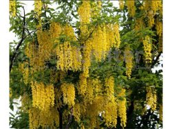 درخت پروانه Laburnum anagyroides L. anagyroides Common laburnum مجموعه تولیدی سیدوس تولید کننده گلدان پلاستیکی سیدوس