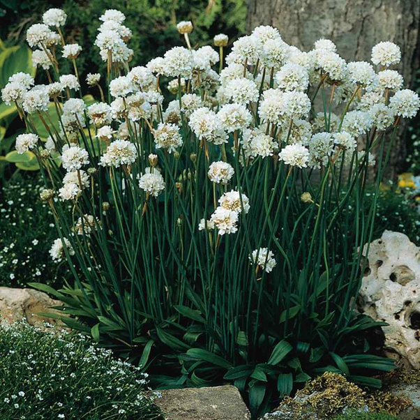 lepidium draba ,گل اُزمکمجموعه تولیدی سیدوس ,تولید کننده گلدان پلاستیکی سیدوس
