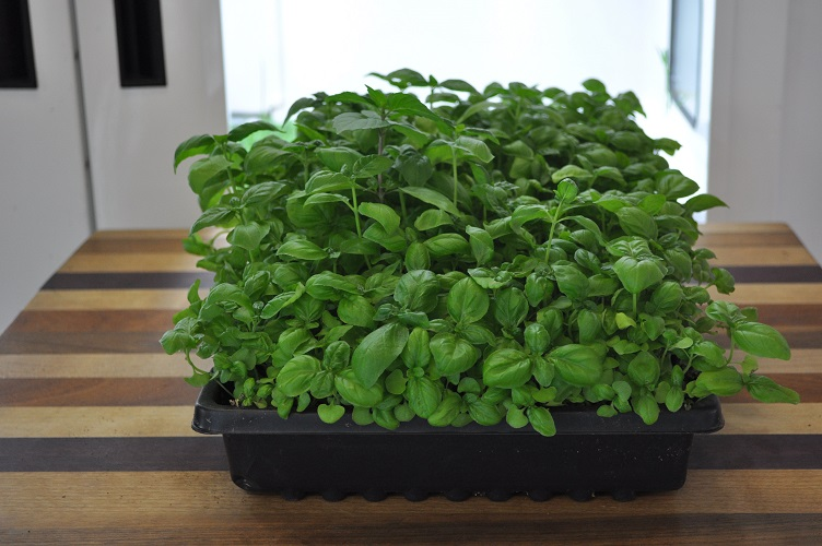 ریحان وکاشت این سبزی خوش عطر Basil and planting this fragrant herb مجموعه تولیدی سیدوس ,تولید کننده گلدان پلاستیکی سیدوس ,بیش از 120نوع, اعم از گلدان استوانه ای پلاستیکی سیدوس,گلدان الماسی پلاستیکی سیدوس,گلدان مربعی پلاستیکی,گلدان مثلثی پلاستیکی,گلدان گرد پلاستیکی ,باکس مستطیلی,در اندازه های کاکتوسی تا درختچه ای