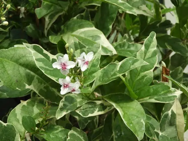 گیاه پسودرانتموم (Pseuderanthemum)مجموعه تولیدی سیدوس ,تولید کننده گلدان پلاستیکی سیدوس ,بیش از 120نوع, اعم از گلدان استوانه ای پلاستیکی سیدوس,گلدان الماسی پلاستیکی سیدوس,گلدان مربعی پلاستیکی,گلدان مثلثی پلاستیکی,گلدان گرد پلاستیکی ,باکس مستطیلی,در اندازه های کاکتوسی تا درختچه ای