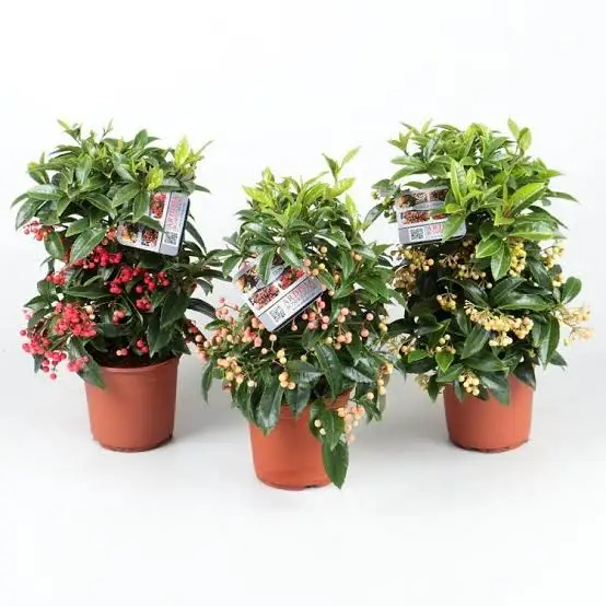 گیاه آردیسیا (Ardisia) مجموعه تولیدی سیدوس ,تولید کننده گلدان پلاستیکی سیدوس ,بیش از 120نوع, اعم از گلدان استوانه ای پلاستیکی سیدوس,گلدان الماسی پلاستیکی سیدوس,گلدان مربعی پلاستیکی,گلدان مثلثی پلاستیکی,گلدان گرد پلاستیکی ,باکس مستطیلی,در اندازه های کاکتوسی تا درختچه ای