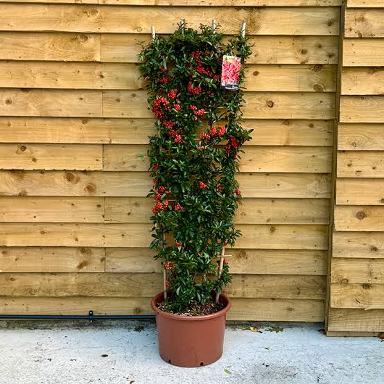  گیاه پیراکانتا با نام علمی Pyracantha Coccinea از خانواده Rosaceaeمجموعه تولیدی سیدوس ,تولید کننده گلدان پلاستیکی سیدوس ,بیش از 120نوع, اعم از گلدان استوانه ای پلاستیکی سیدوس,گلدان الماسی پلاستیکی سیدوس,گلدان مربعی پلاستیکی,گلدان مثلثی پلاستیکی,گلدان گرد پلاستیکی ,باکس مستطیلی,در اندازه های کاکتوسی تا درختچه ای