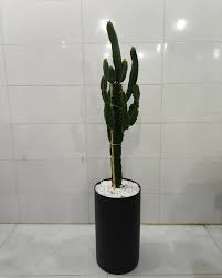 گیاه افوربیا در گلدان پلاستیکی سیدوسeuphorbia-plant-in-a-plastic-sidoos-pot
گلدان پلاستیکی  Plastic pot,  plastic vase مجموعه تولیدی سیدوس ,تولید کننده گلدان پلاستیکی سیدوس ,بیش از 120نوع, اعم از گلدان استوانه ای پلاستیکی سیدوس,گلدان الماسی پلاستیکی سیدوس,گلدان مربعی پلاستیکی,گلدان مثلثی پلاستیکی,گلدان گرد پلاستیکی ,باکس مستطیلی,در اندازه های کاکتوسی تا درختچه ای