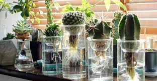 کاکتوس در کشت هیدرو پونیک Cactus in hydroponic culture مجموعه تولیدی سیدوس ,تولید کننده گلدان پلاستیکی سیدوس