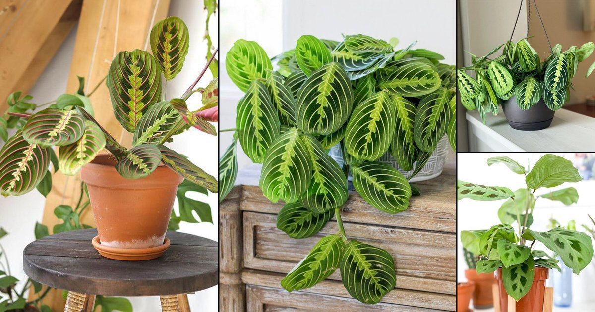 درختچه های آپارتمانی در گلدان پلاستیکی سیدوسApartment shrubs in plastic pots Sidoos
مجموعه تولیدی سیدوس ,تولید کننده گلدان پلاستیکی سیدوس ,بیش از 120نوع, اعم از گلدان استوانه ای پلاستیکی سیدوس,گلدان الماسی پلاستیکی سیدوس,گلدان مربعی پلاستیکی,گلدان مثلثی پلاستیکی,گلدان گرد پلاستیکی ,باکس مستطیلی,در اندازه های کاکتوسی تا درختچه ای