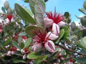 گل آکا “گل فیجوآ”( 3گونه )
