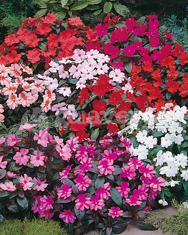 گل حنا با نام انگلیسی Touch me not و نام علمی Impatiens از گیاهان علفی خانواده Balsaminaceae محسوب می‌شود.مجموعه تولیدی سیدوس ,تولید کننده گلدان پلاستیکی سیدوس ,بیش از 120نوع, اعم از گلدان استوانه ای پلاستیکی سیدوس,گلدان الماسی پلاستیکی سیدوس,گلدان مربعی پلاستیکی,گلدان مثلثی پلاستیکی,گلدان گرد پلاستیکی ,باکس مستطیلی,در اندازه های کاکتوسی تا درختچه ای
