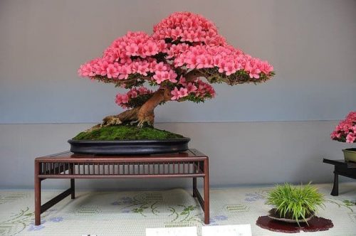 درختچه های بونسای وخواص وفوائد شگفت انگیز آنBonsai shrubs and their amazing benefits مجموعه تولیدی سیدوس ,تولید کننده گلدان پلاستیکی سیدوس ,بیش از 120نوع, اعم از گلدان استوانه ای پلاستیکی سیدوس,گلدان الماسی پلاستیکی سیدوس,گلدان مربعی پلاستیکی,گلدان مثلثی پلاستیکی,گلدان گرد پلاستیکی ,باکس مستطیلی,در اندازه های کاکتوسی تا درختچه ای 