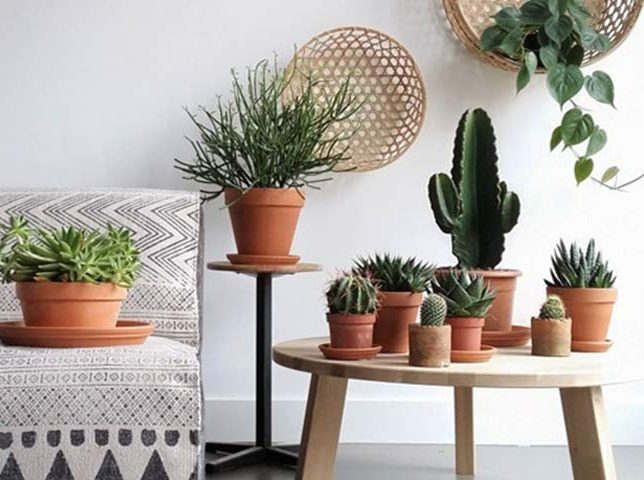 کاکتوس مناسب منزل (25پیشنهاد)Cactus suitable for home (25 suggestions) مجموعه تولیدی سیدوس , تولید کننده گلدان پلاستیکی سیدوس