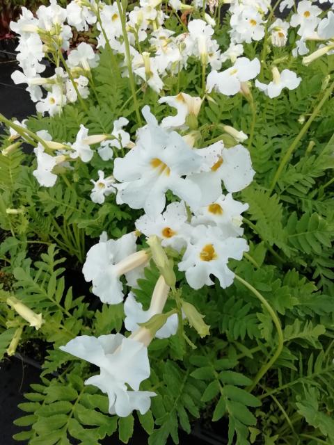 گل اینکارویله‌آ ـ خانواده: Bignoniaceae ـ نام علمی: Incarvillea delavayi مجموعه تولیدی سیدوس تولید کننده گلدان پلاستیکی سیدوس