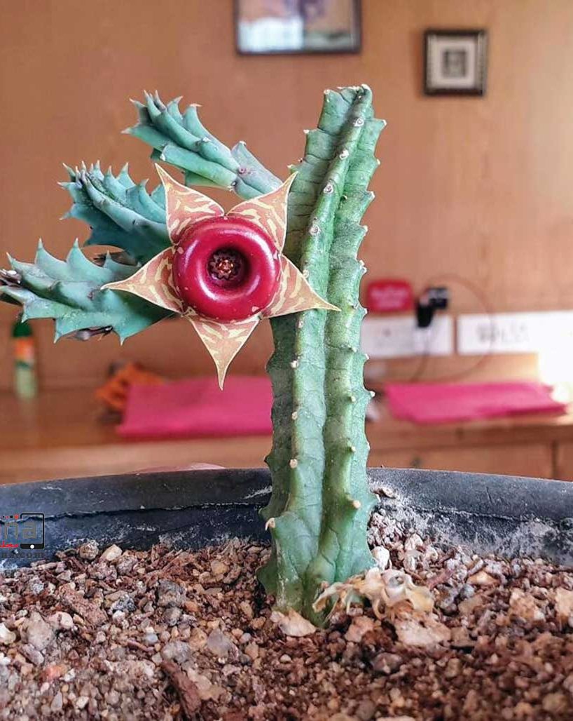 کاکتوس وگل های ظریفشCactus and its delicate flowers
مجموعه تولیدی سیدوس تولید کننده گلدان پلاستیکی سیدوس