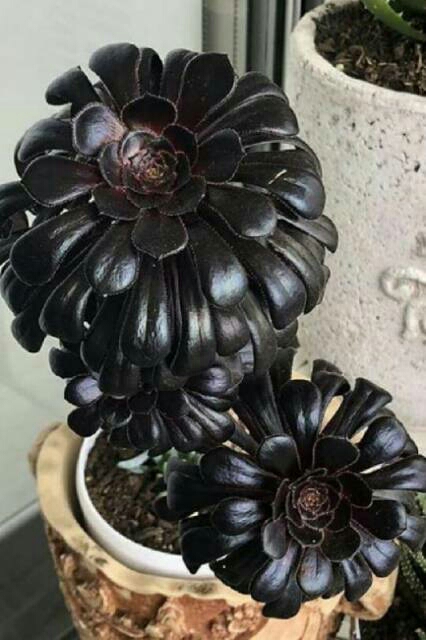 گیاه آئونیوم وراهنمای کامل نگهداری از آن Aeonium plant and a complete guide to its care گلدان پلاستیکی Plastic pot, plastic vase مجموعه تولیدی سیدوس ,تولید کننده گلدان پلاستیکی سیدوس ,بیش از 120نوع, اعم از گلدان استوانه ای پلاستیکی سیدوس,گلدان الماسی پلاستیکی سیدوس,گلدان مربعی پلاستیکی,گلدان مثلثی پلاستیکی,گلدان گرد پلاستیکی ,باکس مستطیلی,در اندازه های کاکتوسی تا درختچه ای