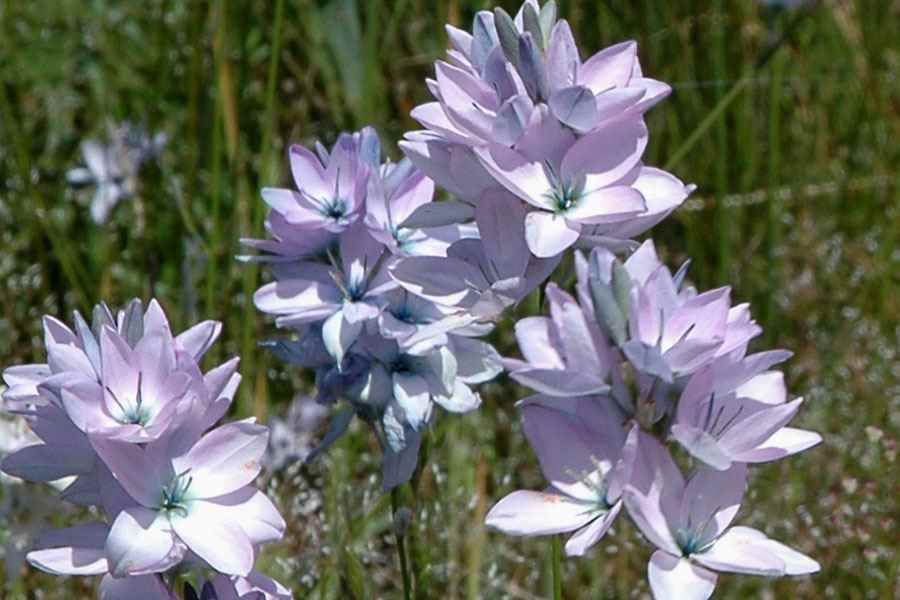 گل Flower Cornlilyنام علمی: (Ixia polystachya)