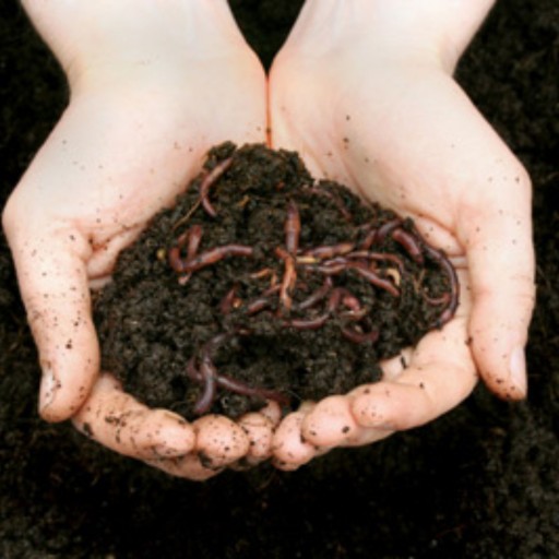 خواص ورمی کمپوست چیست؟What are the properties of vermicompost? مجموعه تولیدی سیدوس ,تولید کننده گلدان پلاستیکی سیدوس ,بیش از 120نوع, اعم از گلدان استوانه ای پلاستیکی سیدوس,گلدان الماسی پلاستیکی سیدوس,گلدان مربعی پلاستیکی,گلدان مثلثی پلاستیکی,گلدان گرد پلاستیکی ,باکس مستطیلی,در اندازه های کاکتوسی تا درختچه ای