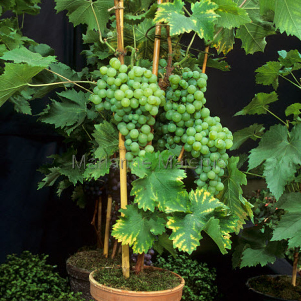 کاشت درخت انگور در گلدان پلاستیکی سیدوسPlanting grapevines in plastic pots Sidoos مجموعه تولیدی سیدوس ,تولید کننده گلدان پلاستیکی سیدوس ,بیش از 120نوع, اعم از گلدان استوانه ای پلاستیکی سیدوس,گلدان الماسی پلاستیکی سیدوس,گلدان مربعی پلاستیکی,گلدان مثلثی پلاستیکی,گلدان گرد پلاستیکی ,باکس مستطیلی,در اندازه های کاکتوسی تا درختچه ای