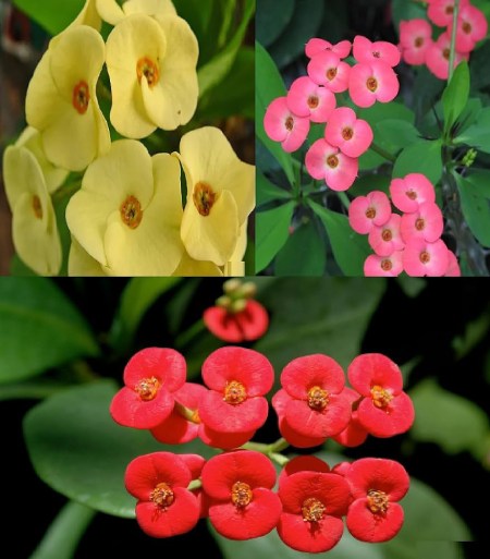 گل فرفیون یا مرجان؛ گیاهی با عمر طولانیEuphorbiaceae
نام علمي	Euphorbia rigida
مجموعه تولیدی سیدوس تولید کننده گلدان پلاستیکی سیدوس