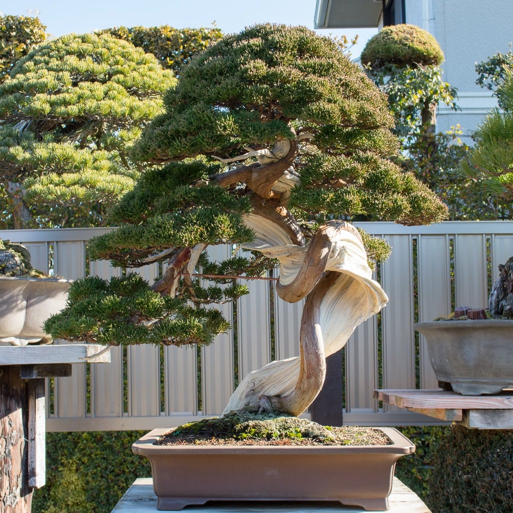 بونسای های عجیب و گرانبها در دنیاStrange and precious bonsai in the world
مجموعه تولیدی سیدوس ,تولید کننده گلدان پلاستیکی سیدوس ,بیش از 120نوع, اعم از گلدان استوانه ای پلاستیکی سیدوس,گلدان الماسی پلاستیکی سیدوس,گلدان مربعی پلاستیکی,گلدان مثلثی پلاستیکی,گلدان گرد پلاستیکی ,باکس مستطیلی,در اندازه های کاکتوسی تا درختچه ای