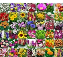 گلهای زیبای بهاری که میتوان در گلدان وباغچه کاشت(20مورد)